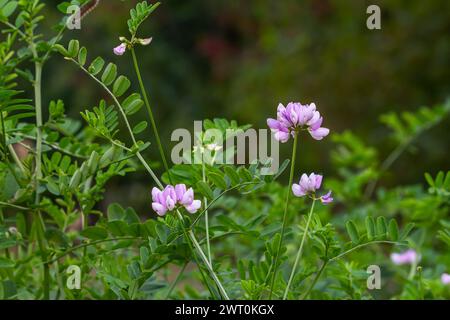 Schöne, zarte weiße und rosafarbene Blüten aus der Kronenwicke Securigera varia. Stockfoto