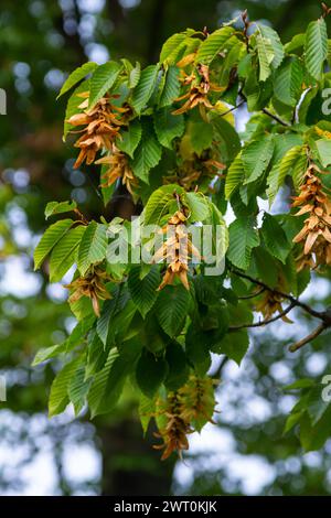 Ast einer Hainbuche Carpinus betulus mit herabhängender Blütenstände und Blättern im Herbst, ausgewählter Fokus, schmale Schärfentiefe, Kopierraum in der Unschärfe Stockfoto