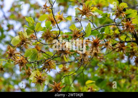 Zweige der Hainbuche, Art des Carpinus betulus, oder gewöhnliche Hainbuche mit grünen Blättern und Reifen Samen in den braunen dreispitzigen Blattinvolucres Stockfoto