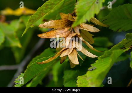 Ast einer Hainbuche Carpinus betulus mit herabhängender Blütenstände und Blättern im Herbst, ausgewählter Fokus, schmale Schärfentiefe, Kopierraum in der Unschärfe Stockfoto