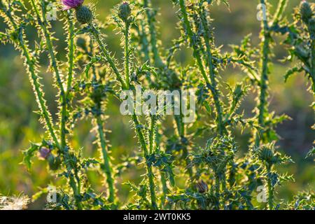 Cirsium vulgare, Speer Thistle, Bull Distel, gemeinsame Distel, kurzlebigen Distel Pflanze mit Wirbelsäule gespitzt geflügelten Stängel und Blätter, Rosa Lila Blume Stockfoto