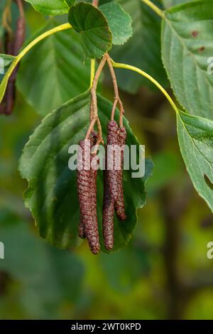 Gesprenkelte Erlen verbreiten ihren Samen durch kegelförmige Strukturen. Stockfoto