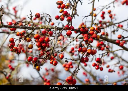 Weißdornrote Beeren wachsen auf einem Busch. Stockfoto