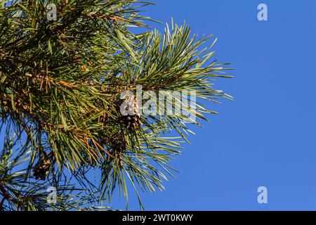 Nahaufnahme auf einem hübschen Kiefernkegel, der an seinem Ast hängt und von seinen grünen Dornen umgeben ist. Tannenzapfen, Tannenzapfen, Tannenzweige und blauer Himmel. Stockfoto