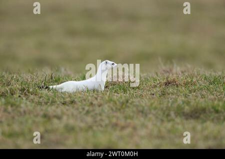 Auf der Jagd... Ermine / Stoat ( Mustela erminea ) in weißem Winterfell auf einer Weide, Wiese, einheimisches Tier, Tierwelt, Europa. Stockfoto