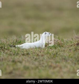 Auf der Jagd... Ermine / Stoat ( Mustela erminea ) in weißem Winterfell auf einer Weide, Wiese, einheimisches Tier, Tierwelt, Europa. Stockfoto