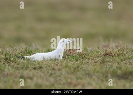 Auf der Jagd... Ermine / Stoat ( Mustela erminea ) in weißem Winterfell auf einer Weide, Wiese, einheimisches Tier, Tierwelt, Europa. Stockfoto
