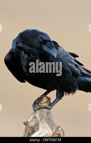 Gemeiner Rabe ( Corvus corax ), Nahaufnahme, neugieriger und intelligenter Vogel, blickt zurück, hoch oben vor sauberem Hintergrund, Tierwelt, Europa. Stockfoto