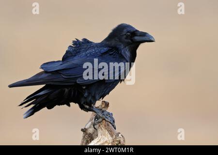 Rabe ( Corvus corax ) auf seinem Lieblingsaussichtspunkt vor einem sauberen Hintergrund, schwersten Passinenvogel, riesigen einheimischen Vogel, Wildtiere, EU Stockfoto