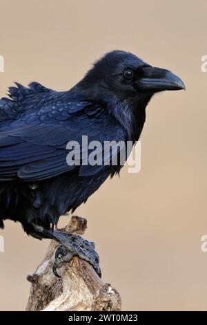 Rabe ( Corvus corax ) auf seinem Lieblingsaussichtspunkt vor einem sauberen Hintergrund, schwersten Passinenvogel, riesigen einheimischen Vogel, Wildtiere, EU Stockfoto