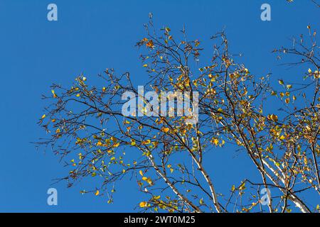 Schöne bunte Herbstblätter. Herbst, schöner sonniger Tag am Nachmittag. Oben auf dem Baumdach. Hohe Birke. Stockfoto