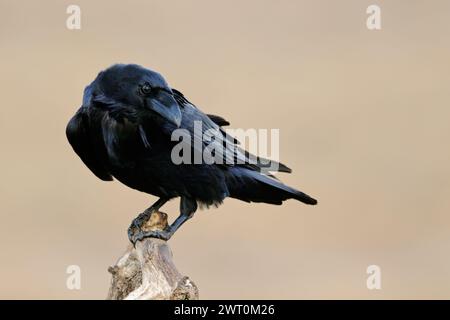 Gemeiner Rabe ( Corvus corax ), Nahaufnahme, neugieriger und intelligenter Vogel, blickt zurück, hoch oben vor sauberem Hintergrund, Tierwelt, Europa. Stockfoto