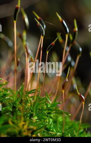 Kostbare Wassertropfen aus dem Morgentau, die eine isolierte Pflanze von Ceratodon purpureus bedecken, die auf dem Felsen wächst, lila Moos, verbrannter Boden Stockfoto