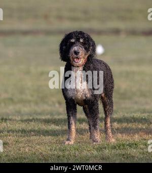 Ein spanischer Wasserhund, der in einem Park spielt Stockfoto