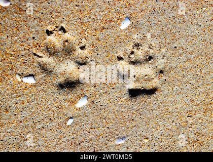 Eine Nahaufnahme der Pfotenabdrücke eines Hundes im Sand Stockfoto