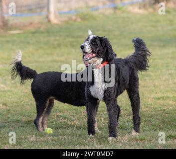 Zwei spanische Wasserhunde spielen in einem Park Stockfoto