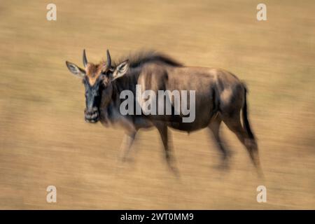 Langsame Wanne von wanderndem blauen Gnus-Kalb Stockfoto