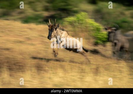 Langsame Wanne springendes blaues Gnus-Kalb Stockfoto