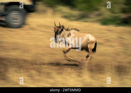 Langsames Schwenken von laufendem blauem Gnus-Kalb Stockfoto