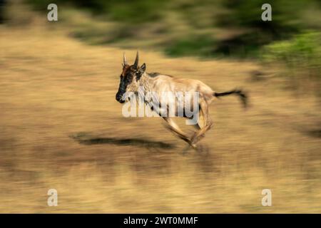 Langsame Wanne mit rasendem blauem Gnus-Kalb Stockfoto