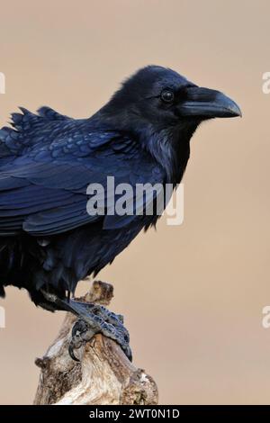 Gefährte der Wikinger... Kolkrabe * Corvus corax *, detaillierte Nahaufnahme unseres größten Raben, bekannt durch seine Intelligenz und Schläue, wieder häufiger anzutreffen, heimische Vogelwelt, Tierwelt, Natur *** gemeiner Rabe Corvus corax auf seinem Lieblingspuck vor sauberem Hintergrund, schwerster Passvögel, riesiger einheimischer Vogel, Wildtiere, Europa. Mecklenburg-Vorpommern Deutschland, Europa Stockfoto