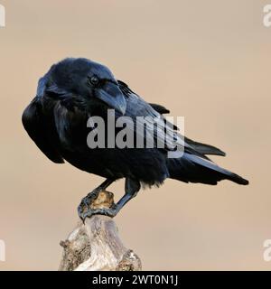 Odins Vogel... Kolkrabe Corvus corax , größter heimischer Singvogel, neugierig und intelligent, typischer Rabe, Rabenvogel, schwarzer Vogel, heimische Vogelwelt, Tierwelt, Natur *** Raven Corvus Corax, Nahaufnahme, neugieriger und intelligenter Vogel, blickt zurück, hoch oben vor sauberem Hintergrund, Tierwelt, Europa. Mecklenburg-Vorpommern Deutschland, Europa Stockfoto