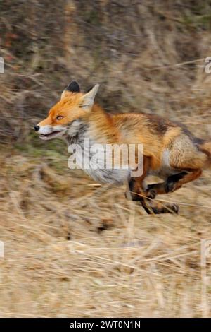 Flüchtend... Rotfuchs Vulpes vulpes in schnellem Lauf, dynamisch mitgezogene Aufnahme, die schnelle Bewegung des Tieres zeigt, heimische Tierwelt, Natur *** Rotfuchs Vulpes vulpes auf der Flucht am Waldrand, durch Schilfgras, flüchtiges Tier, in Bewegung, Schwenktechnik, Tierwelt, Europa. Mecklenburg-Vorpommern Deutschland, Europa Stockfoto