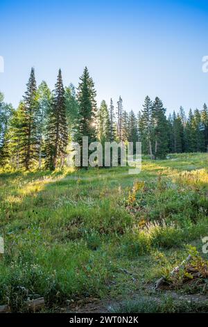 Am frühen Morgen Lichtfilterung durch gemischten Aspen- und Kiefernwald Stockfoto