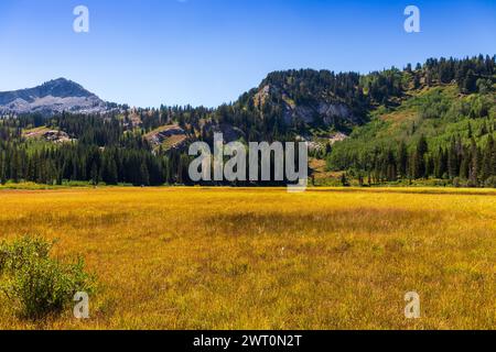 Goldenes Grasfeld mit üppig grünen Wäldern vor dem Hintergrund des blauen Himmels Stockfoto