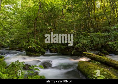 Grüner Forest Creek mit moosbedeckten Baumstämmen in der Wildnis Stockfoto