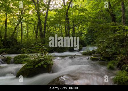 Ruhiger Waldstrom, Der Durch Üppige Wälder Fließt Stockfoto