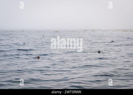 Nebeliger Morgen in der Robbenkolonie. Eine Robbenkolonie (Halichoerus grypus) auf einem Felsschwarm in der Ostsee. Stockfoto