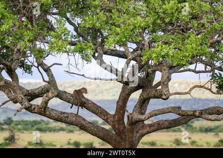 Leopard in einem Wurstbaum im Maasai Mara in Kenia Stockfoto