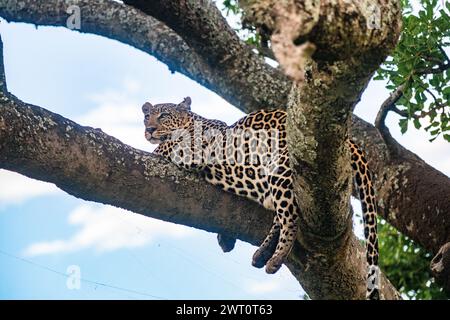 Schwangere Leoparden auf einem Baum im Maasai Mara in Kenia Stockfoto