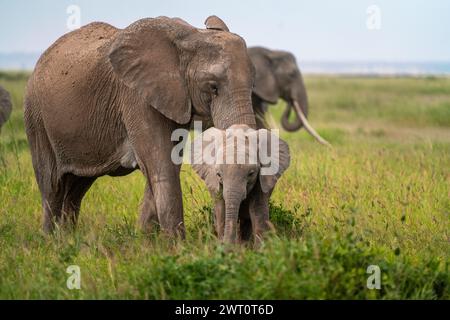 Elefantenbaby mit Mutter im Amboseli-Nationalpark in Kenia Stockfoto