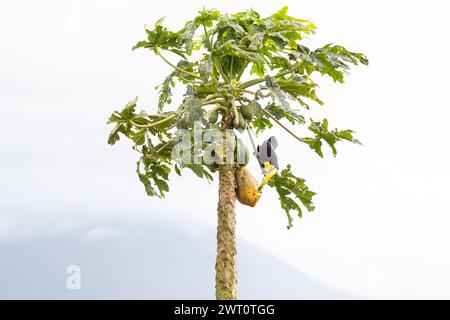 Tukan essen auf La Fortuna Papaya Baum in Costa Rica Stockfoto