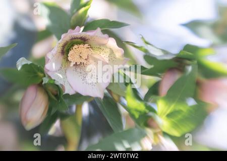 Gedämpfte rosafarbene Blüten im Frühjahrsgarten. Stockfoto