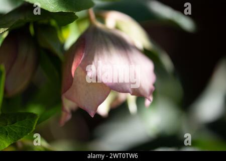 Gedämpfte rosafarbene Blüten im Frühjahrsgarten. Stockfoto