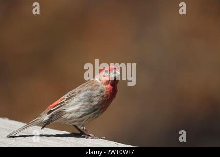 Ein männlicher hausfinke, der auf einer Holzplanke sitzt und blickt Stockfoto