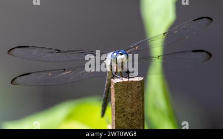 Eine Makroaufnahme einer Libelle mit weit geöffneten Flügeln Stockfoto