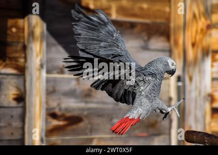 African Gray Paprot Training Version 1 Stockfoto