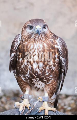 Red Shoulder Falke in Zoo-Käfigen Buteos oder hoch aufragende Falken. Buteo lineatus. Vogelbeobachtung Stockfoto