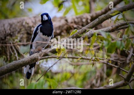 Schönheitsvogel Cracticus cassicus'Jagal Papua' Stockfoto