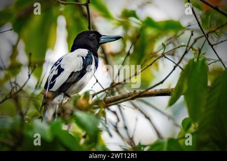 Schönheitsvogel Cracticus cassicus'Jagal Papua' Stockfoto