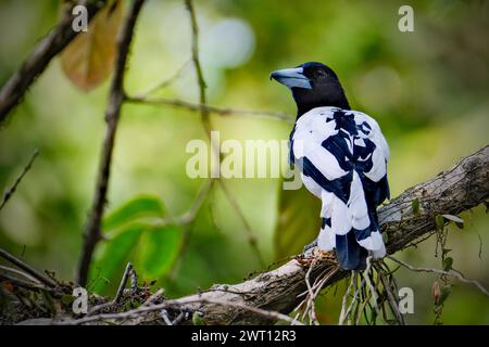 Schönheitsvogel Cracticus cassicus'Jagal Papua' Stockfoto