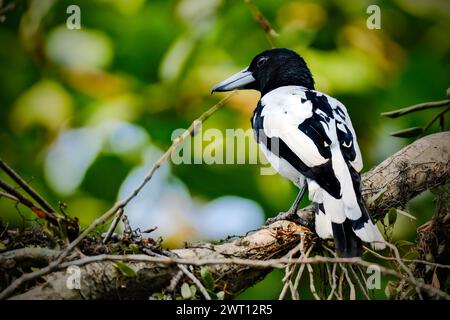 Schönheitsvogel Cracticus cassicus'Jagal Papua' Stockfoto