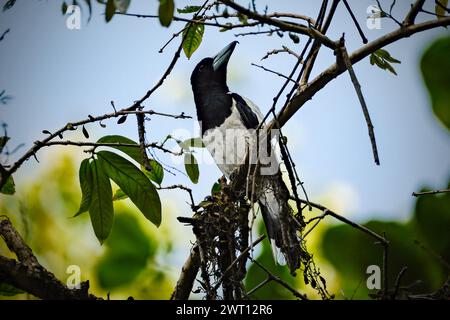 Schönheitsvogel Cracticus cassicus'Jagal Papua' Stockfoto