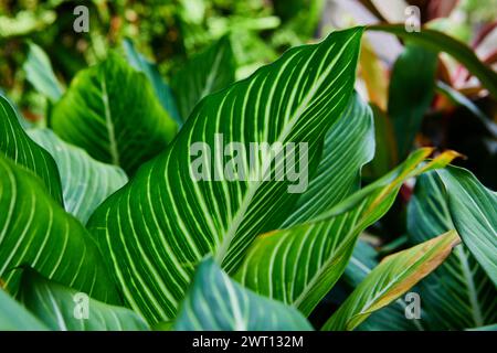 Nahaufnahme von Dieffenbachia Exotica Blatt auf Pflanze Stockfoto