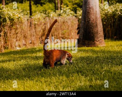 Coati Mundi Wild Life Mexico Stockfoto