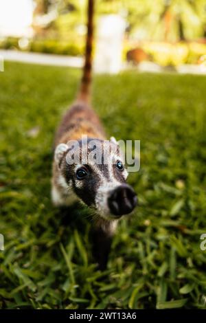 Neugieriger Coati Mundi Wild Life Mexiko Stockfoto